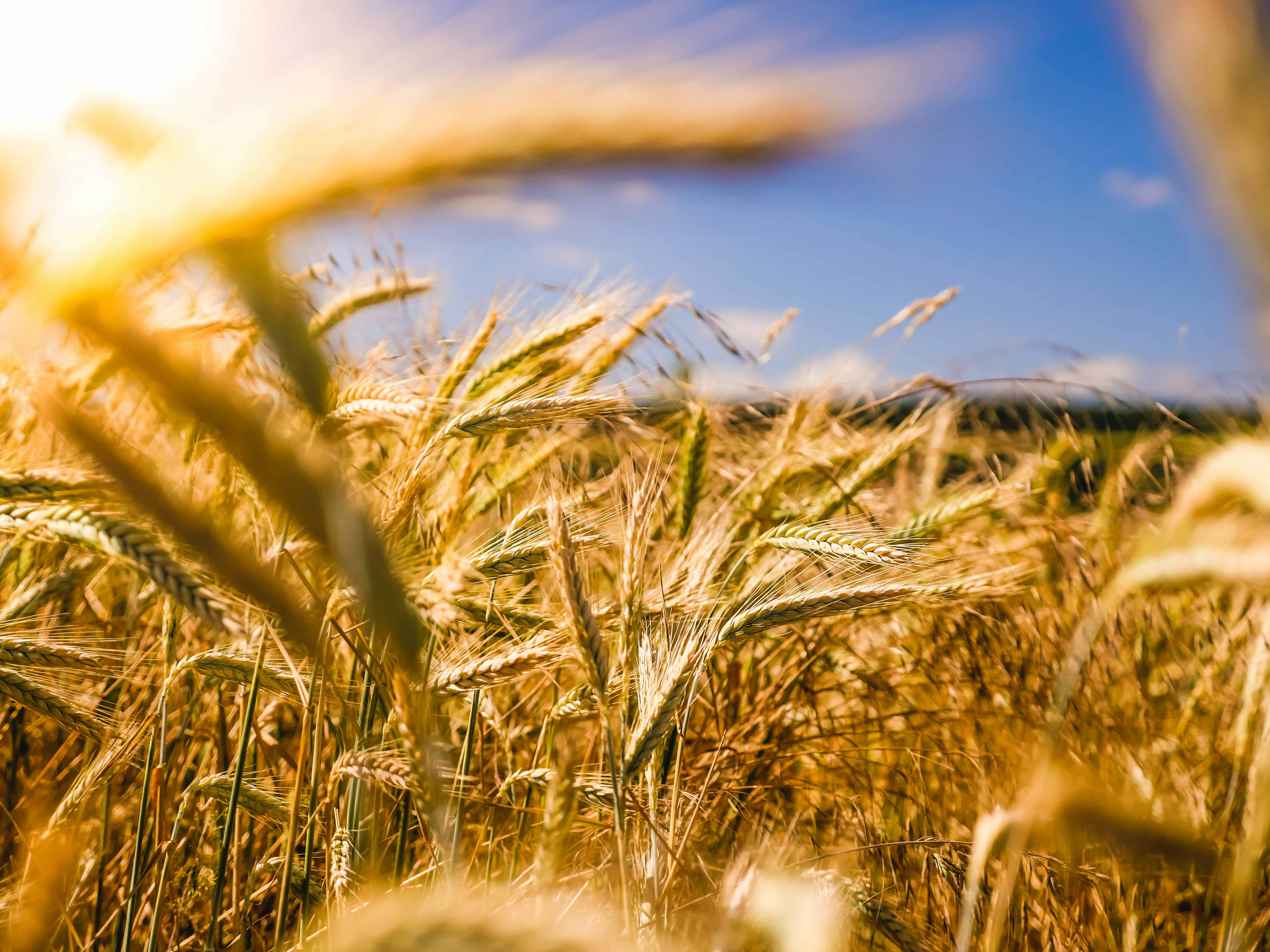 Golden harvest